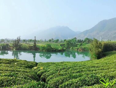 黃山、杭州聯(lián)合印發(fā)實(shí)施《新安江流域水生態(tài)環(huán)境共同保護(hù)規(guī)劃》 開啟流域共保共建共享新篇章